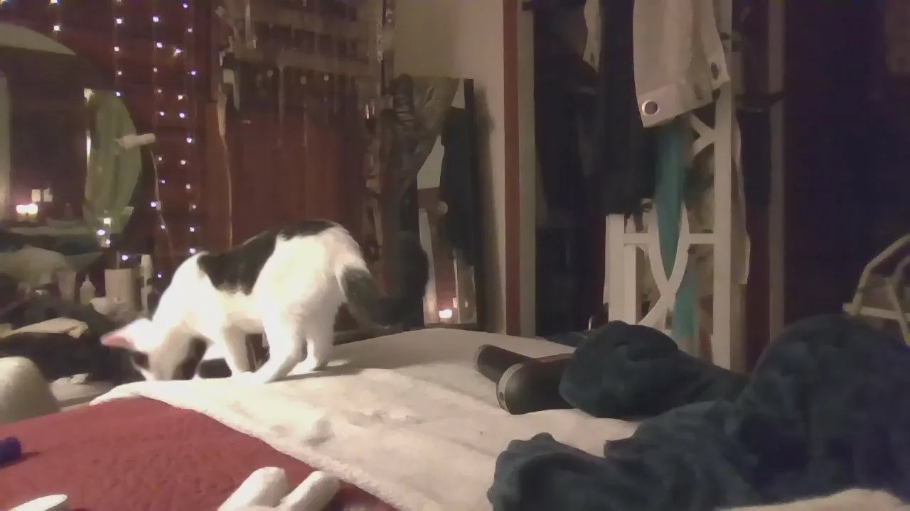 Offline 1Clyde1Bonnie on Cam4