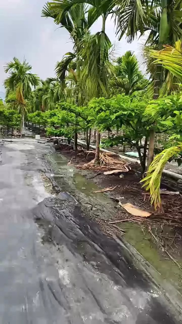 Offline lin308902 on Cam4