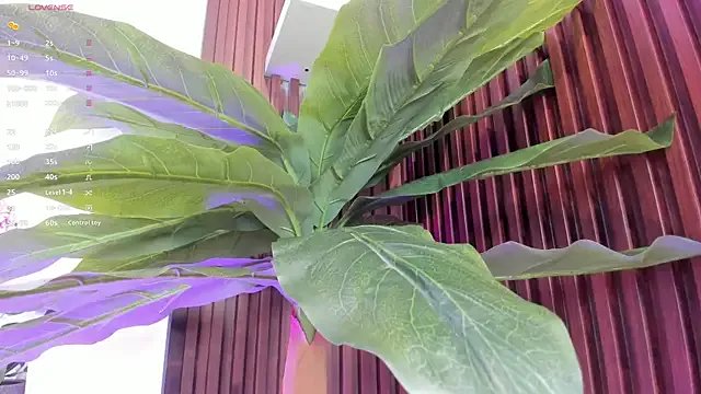 Freechat Anybuny on StripChat